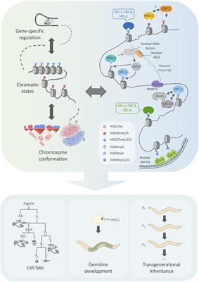 Emerging Roles for Chromo Domain Proteins in Genome Organization and Cell Fate in C. elegans